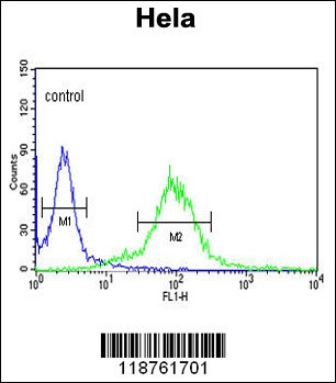 MAML3 Antibody