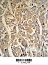 DCD Antibody