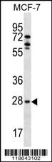 MLF1 Antibody