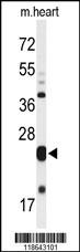 MLF1 Antibody