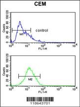 MLF1 Antibody