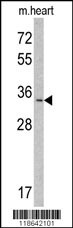 MLF1 Antibody