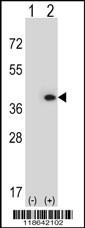 MLF1 Antibody