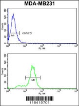 KRT14 Antibody