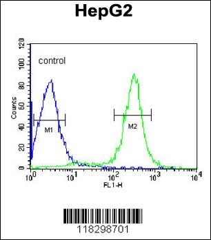 ITIH2 Antibody