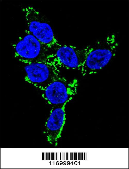 CYP2C19 Antibody