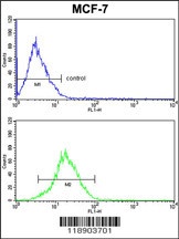 KRT13 Antibody