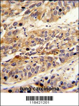 LRG1 Antibody