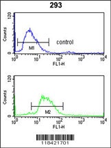 LRG1 Antibody