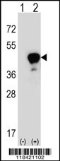 LRG1 Antibody