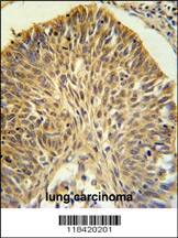 LRG1 Antibody