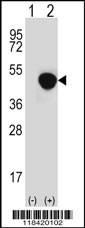 LRG1 Antibody