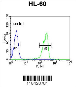 LRG1 Antibody