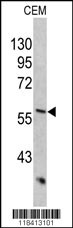 KRT10 Antibody