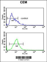 KRT10 Antibody