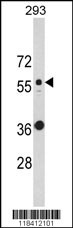 KRT10 Antibody