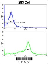 KRT10 Antibody