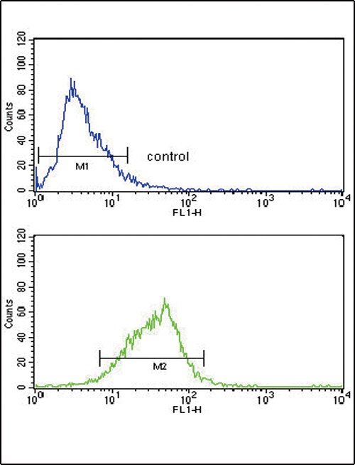 AOX1 Antibody