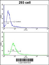 HOXA5 Antibody