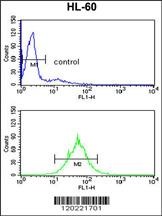 PSME2 Antibody