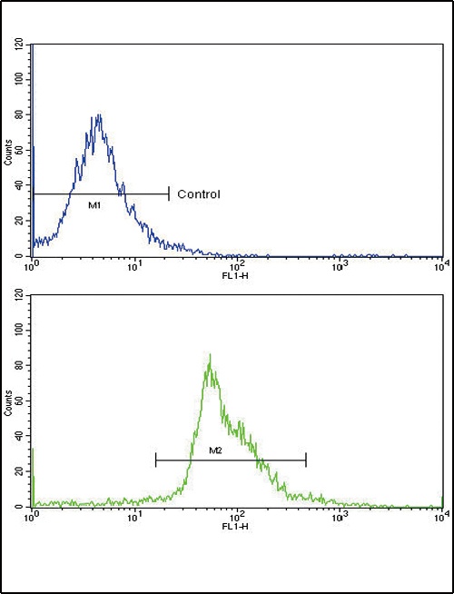 PAX4 Antibody