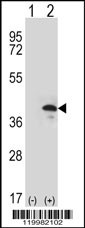 ZWINT Antibody