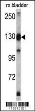 XPO1 Antibody