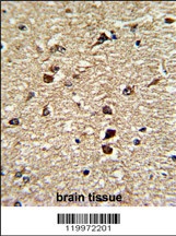 XPO1 Antibody