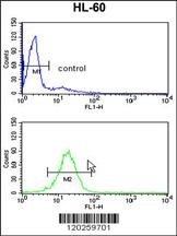 TBP Antibody