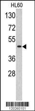 TBP Antibody
