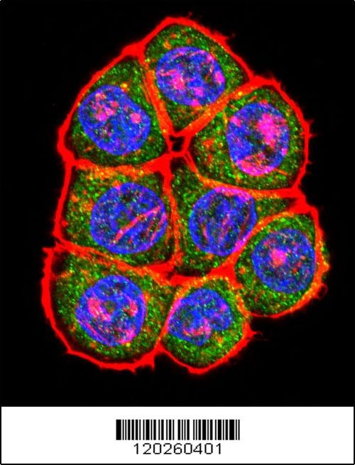 TBP Antibody