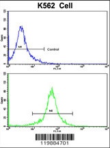 TALDO1 Antibody