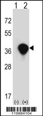 TALDO1 Antibody