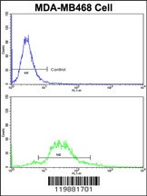 TAGLN Antibody