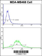 TAGLN Antibody