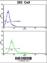 RAB13 Antibody