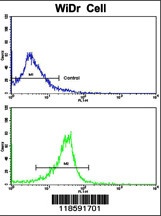 PRELP Antibody