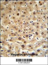 HPX Antibody