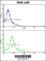 HMGCS1 Antibody