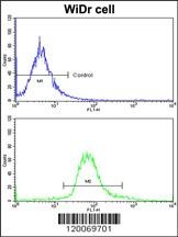 GLO1 Antibody