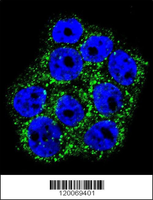 GLO1 Antibody