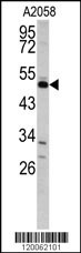 GAS7 Antibody