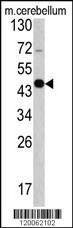 GAS7 Antibody