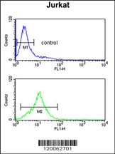 GAS7 Antibody