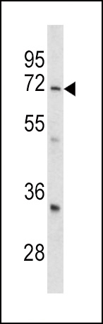 LRRC32 Antibody