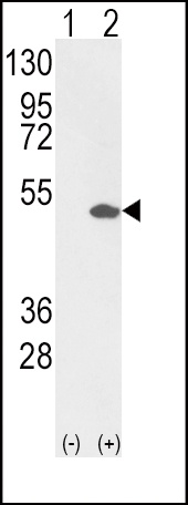 ETV4 Antibody
