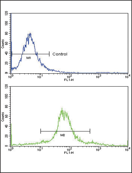 ETV4 Antibody