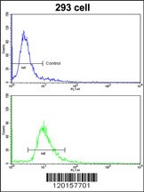 ETHE1 Antibody