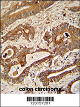 ETHE1 Antibody