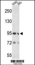EMILIN1 Antibody